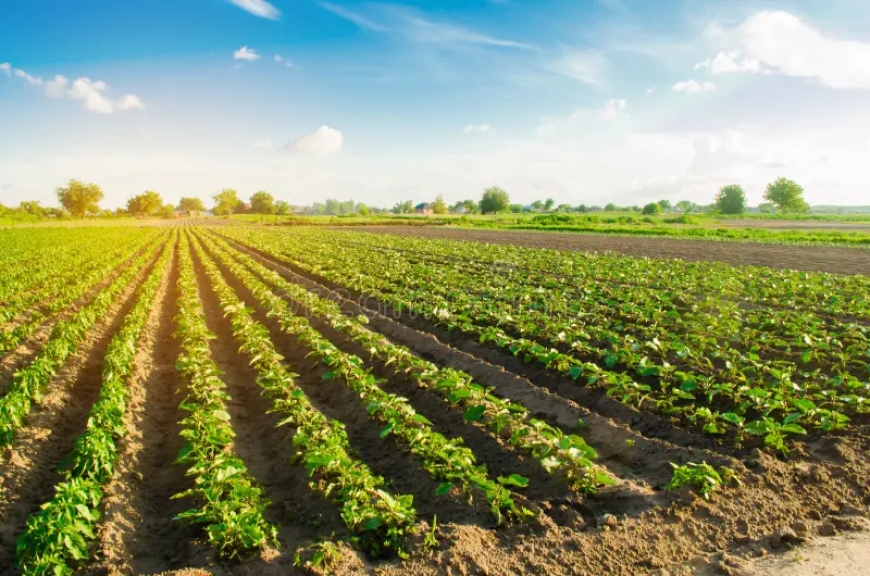 Smart Farming in Pakistan: The Future of Agriculture with Technology