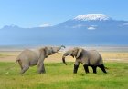 Kaziranga Jeep Safari Booking | Explore Assam’s Wild Side