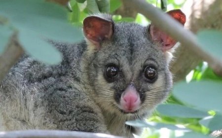 Say No to Infestations: Smart Pest Solutions for Melbourne Homes